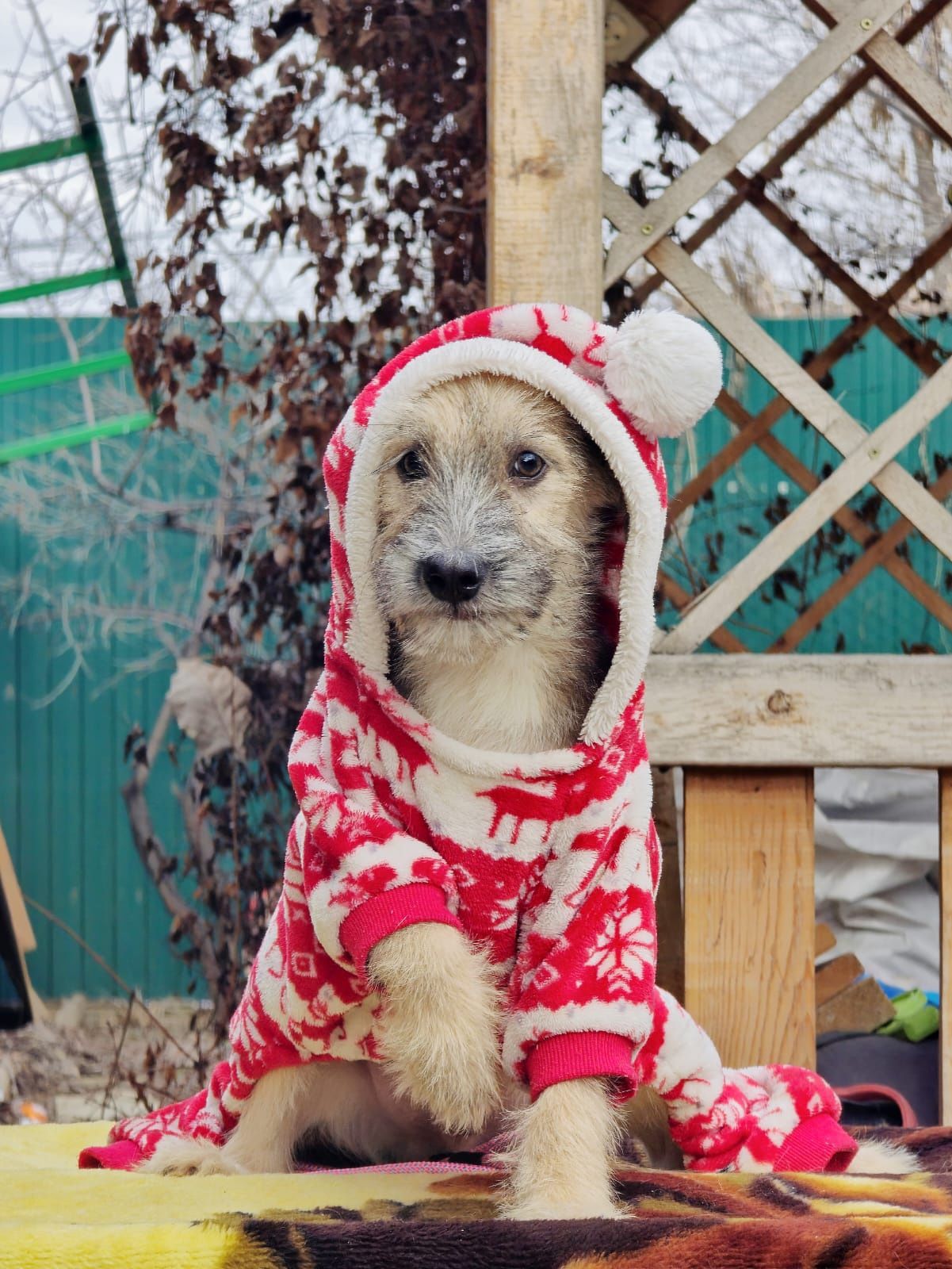 В поисках семьи и нового дома