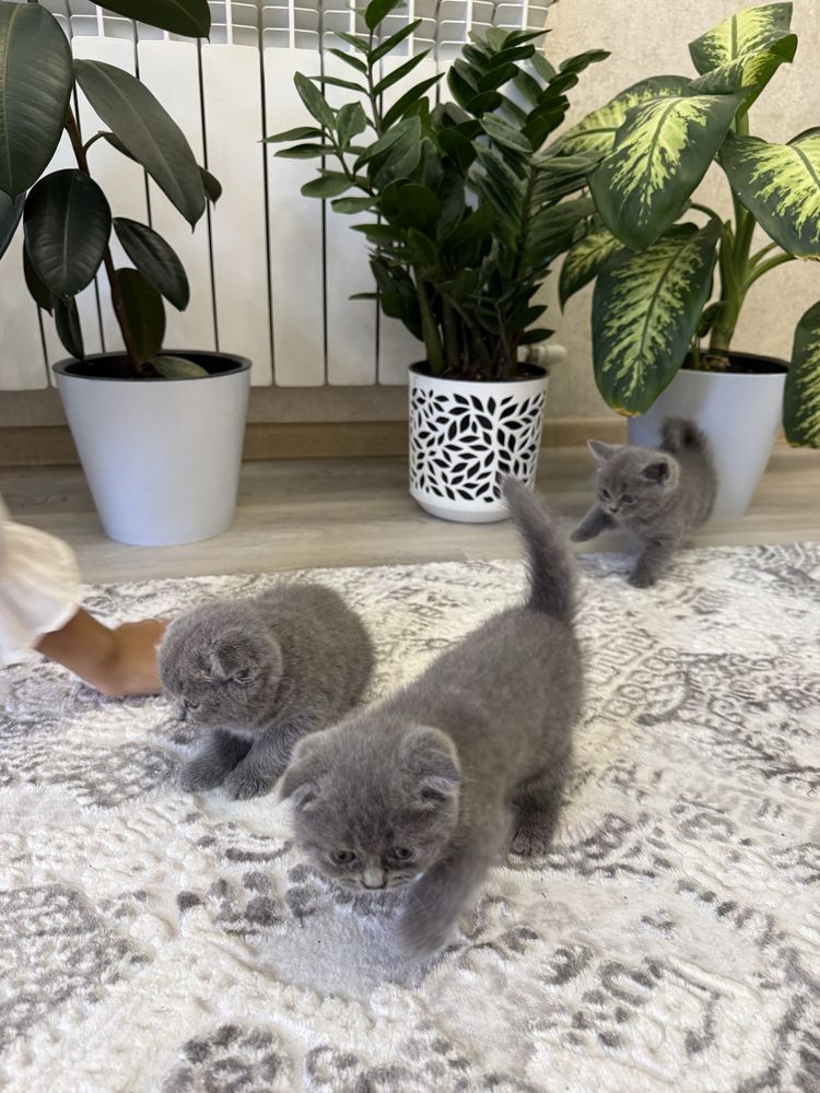 Британские котята