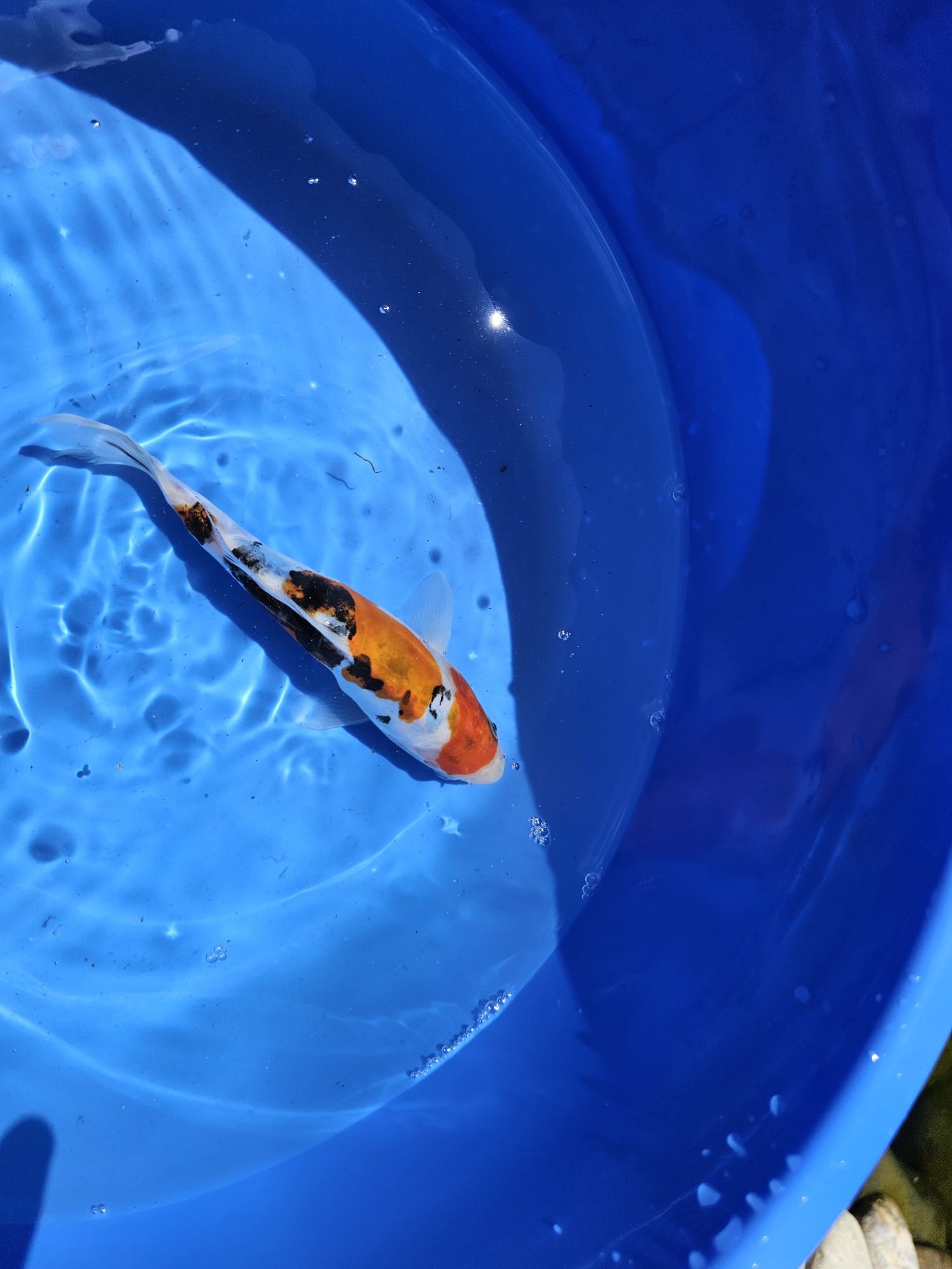 Crapii koi standard