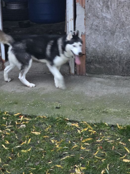 Donez câinii Husky siberian