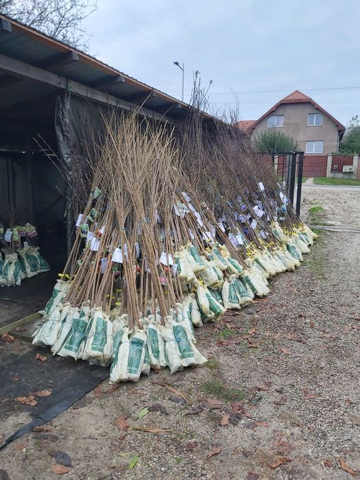 pomi fructiferi ambalati si certificati