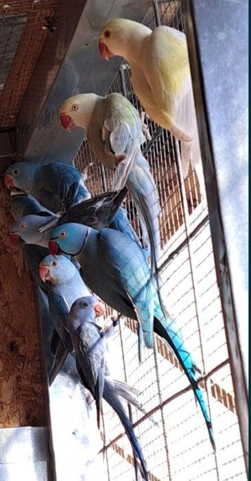 Papagali peruș, agapornis, nimfe, Micul Alexander,rosela