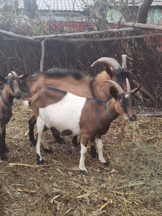 Vând capre și țap alpine