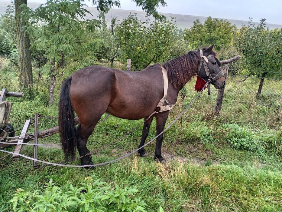 Vând iapa foarte blânda