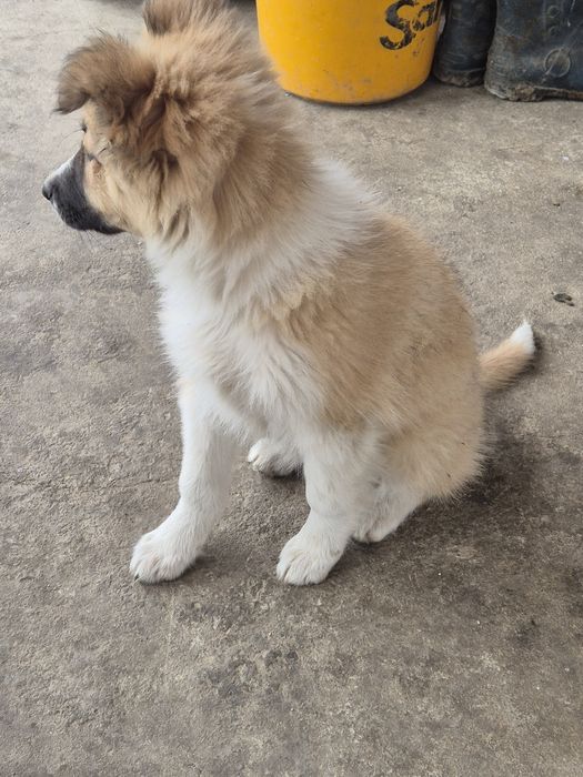 Căței metis ciobanesc