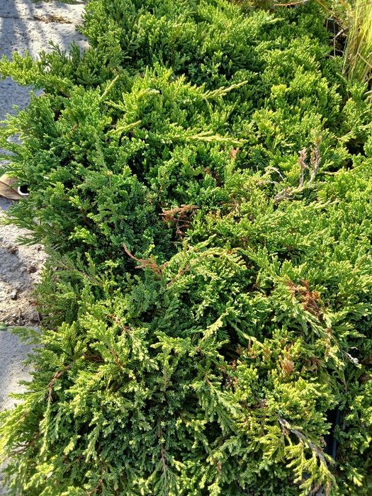 Туя               ..