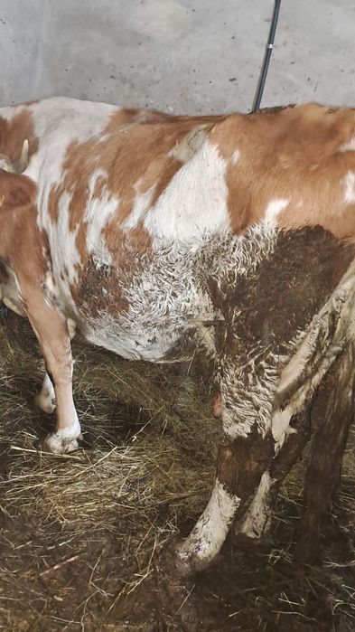 Vind vacă bălțată gestantă