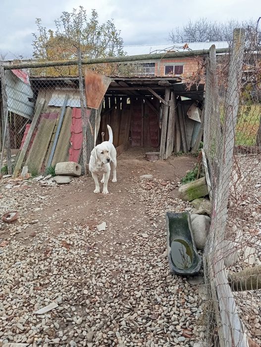 Femelă disponibilă