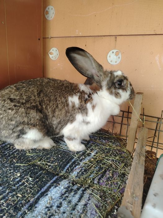 Iepure hibrid                   .