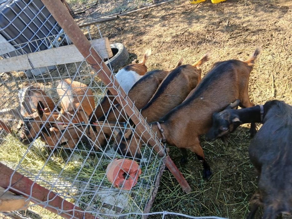 Capre Alpine Franceze & metis