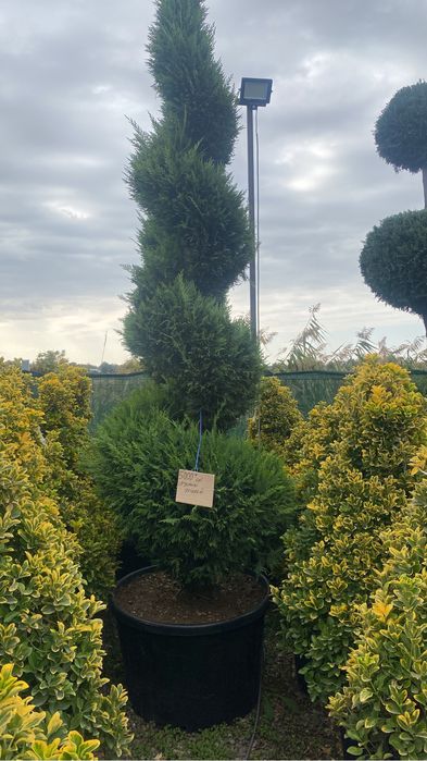 Spirale pompon etajate din leulandi