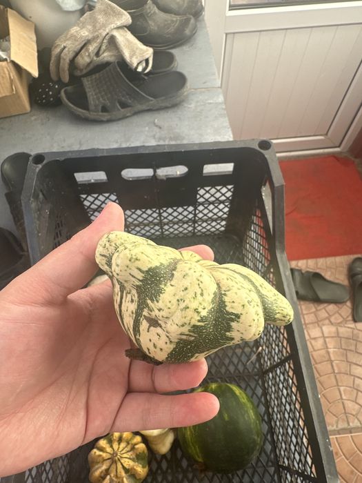 Декоративные тыковки