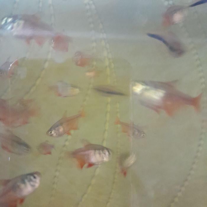 Продаётся аквариумная рыбка тетра фонрио