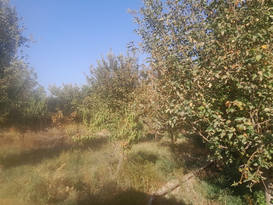 Dacha sotiladi karmanada