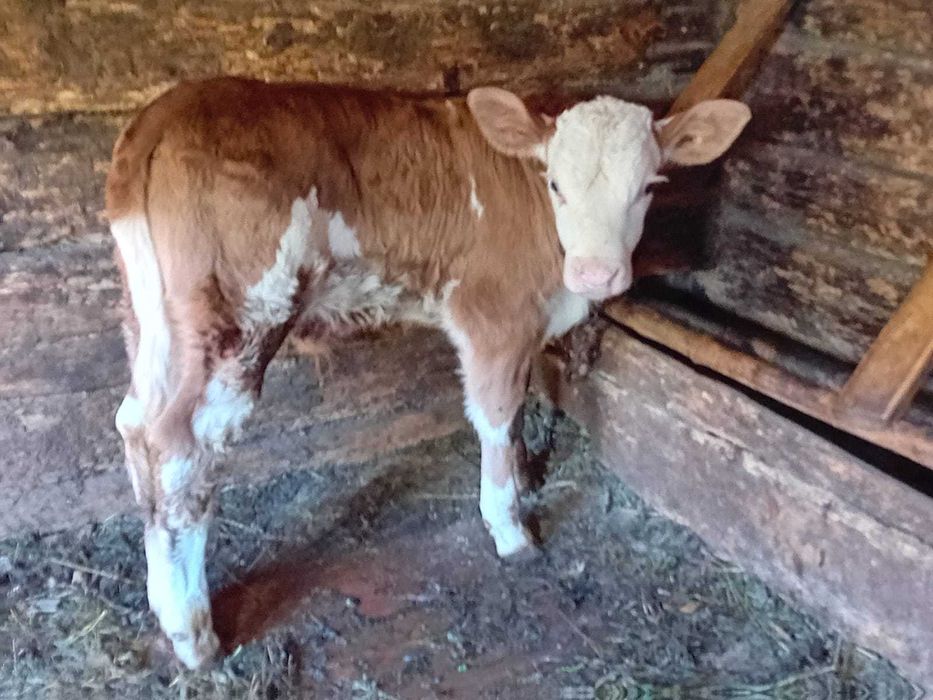 De vânzare vaca cu vitel