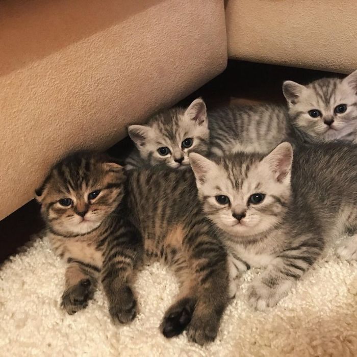 Красивые Шотландцы