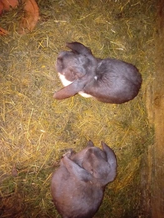 De vanzare iepuri diferite rase