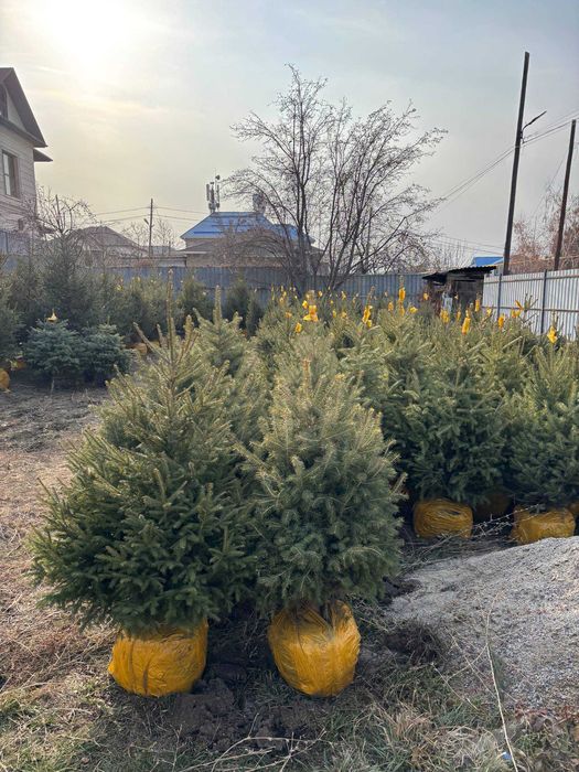 Живая елка с комом, новогодние елки, ель живая купить, доставка Алматы