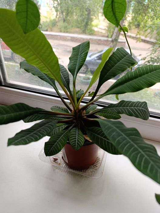 Молочай -комнатное неприхотливое растение. 2000 тенге