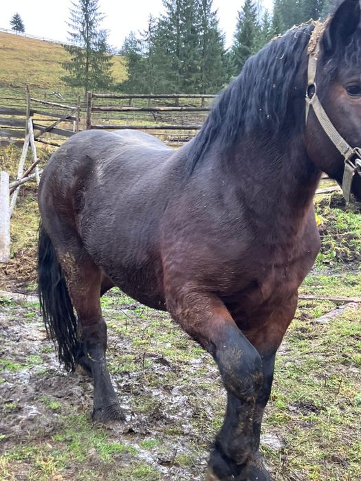 Mânz frumos de vanzare