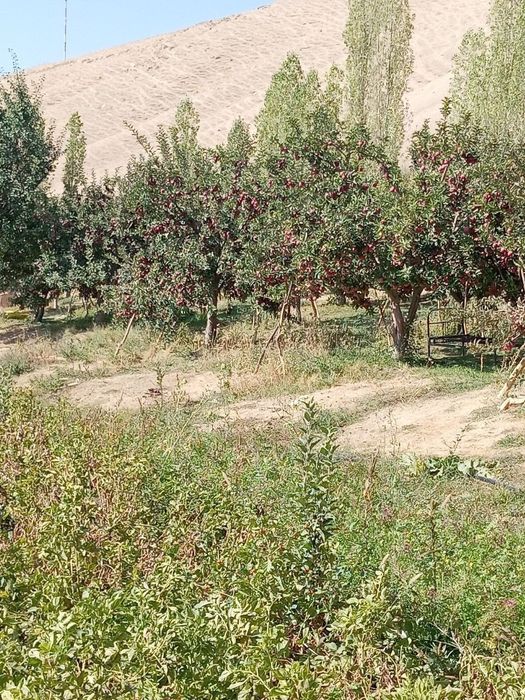 Опытный Садовник. Богбон