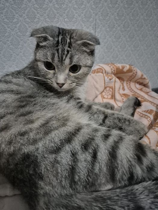 Кошка 2 года отдам в хорошие руки