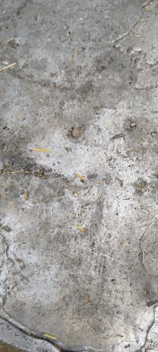 Plumb lingou 99% curat