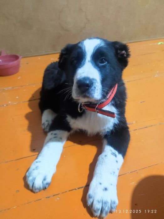 Продажа Щенок Алабая