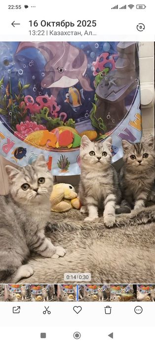 Самые красивые брит тоанские котята