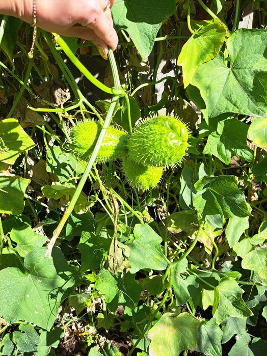 Мексикански краставици