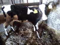 Vand vitica Holstein