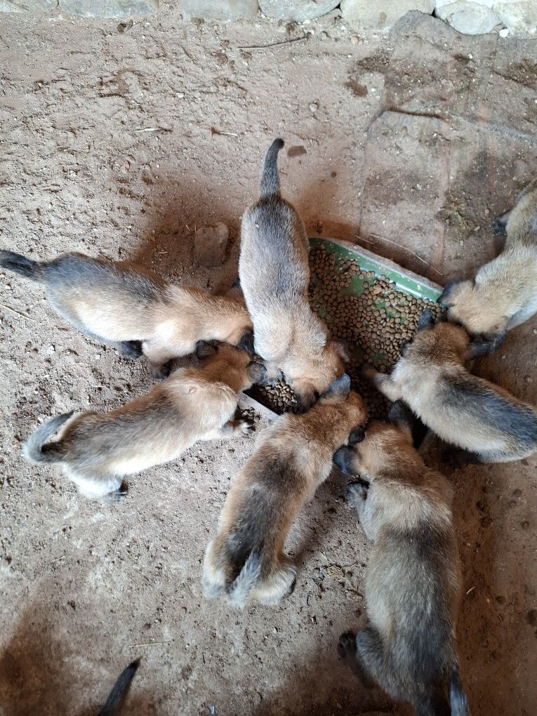 продавам белгийски овчарки