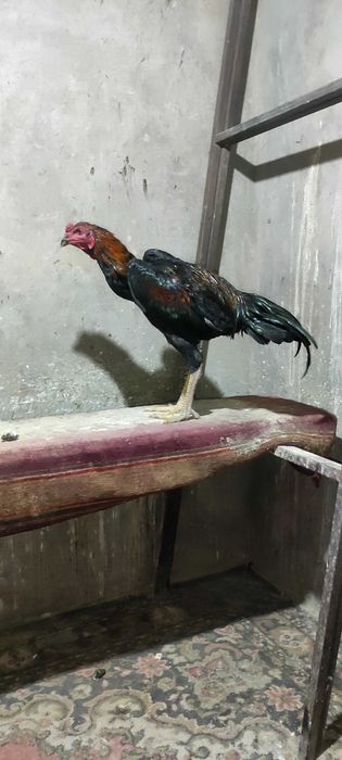 Бойцовый дакан       .