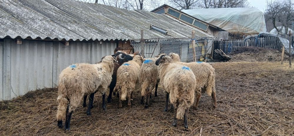 Vand berbecuti de prasila sau de tăiat.