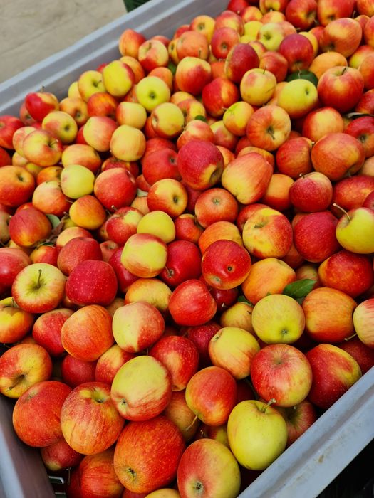 Mere livadă proprie calitatea I