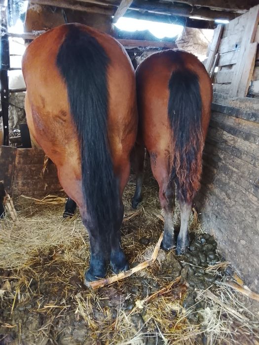 Vând mânză cu vârsta de 8 luni