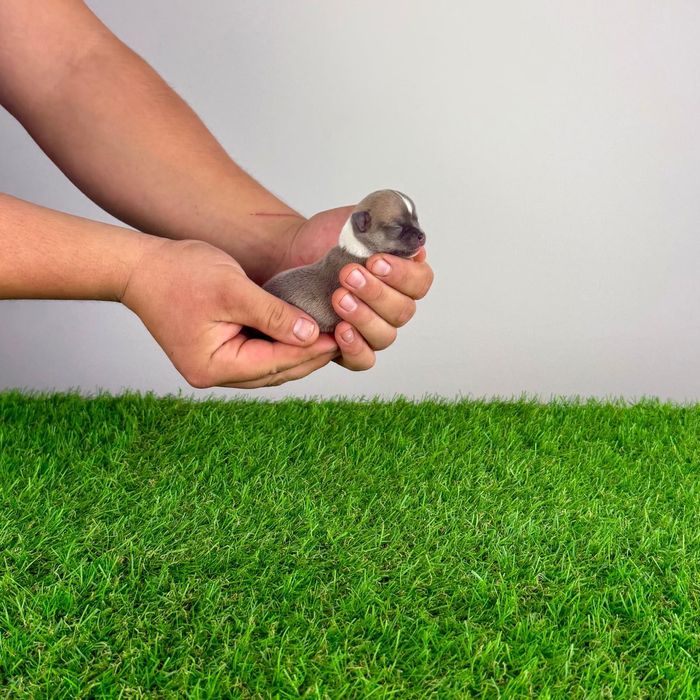 Pui Chihuahua cu pedigree