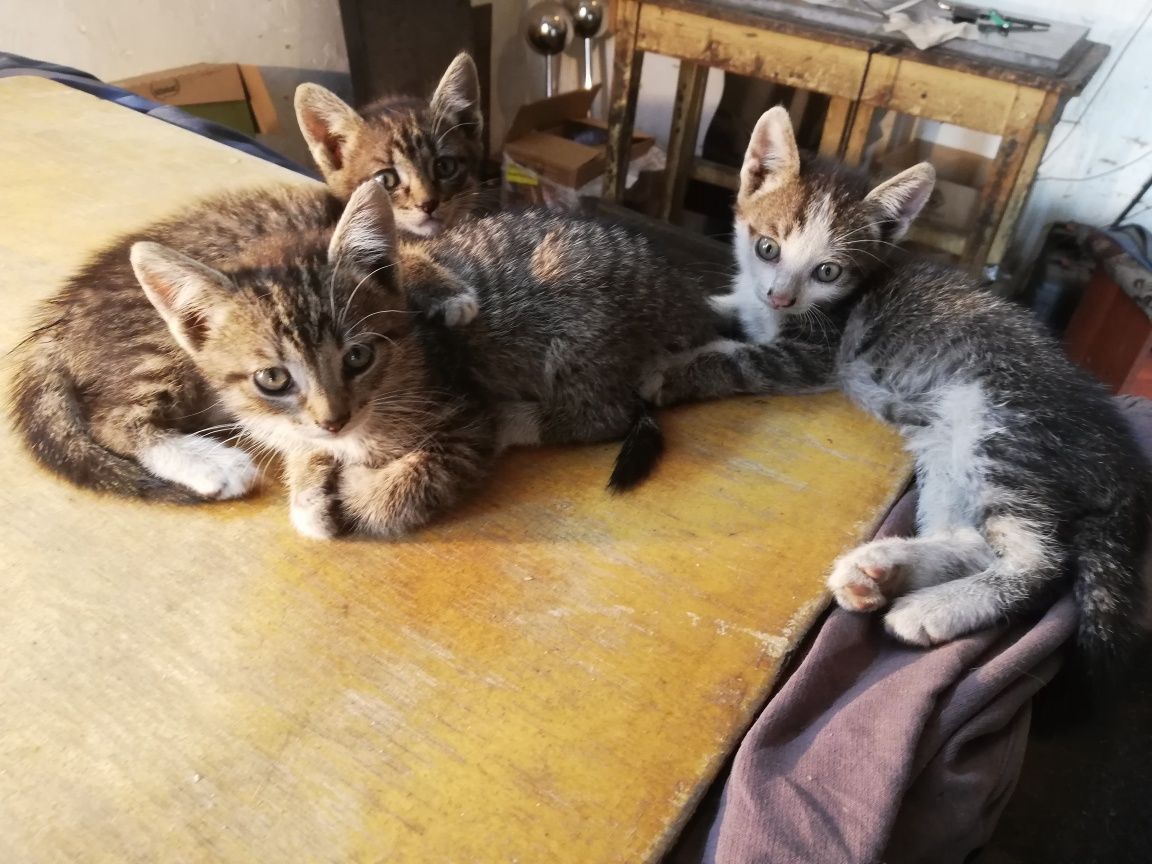 котята 1.5 месяца ищут дом и добрых хозяев