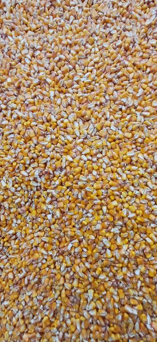 vand porumb frumos1,35 kg,grau,orz,floare,mazare,tarate