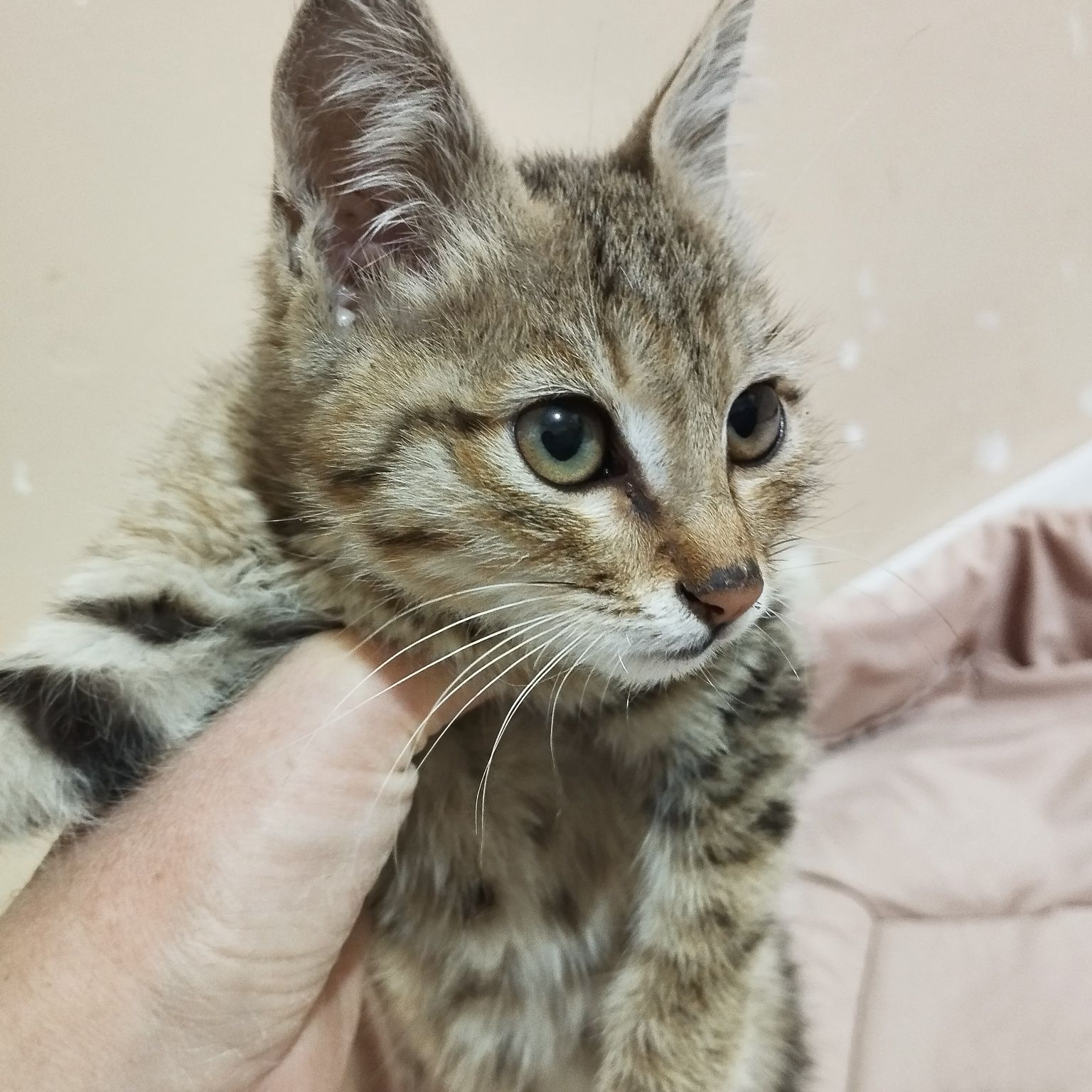 Кошка ищет любишую семью мальчик