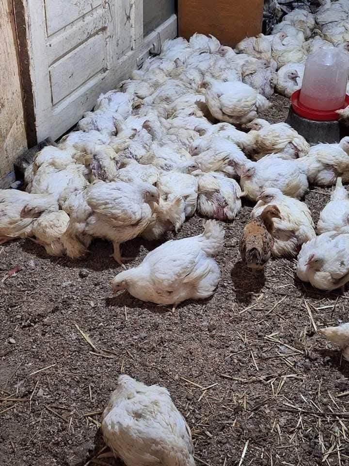 Vând pui de carne și pui colorat