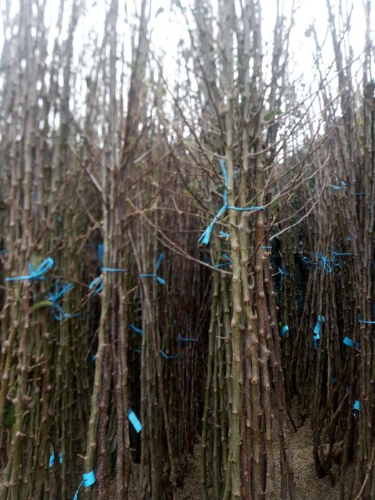 Pomi fructiferi  diverse soiuri