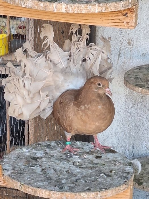 Porumbei rotati/voltați