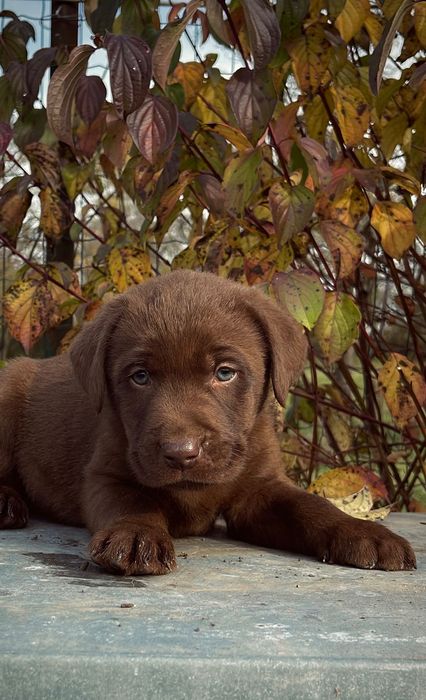 Labrador Retriever ciocolatiu