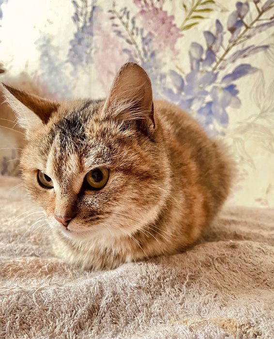 Ласковая молодая кошечка в добрые руки.