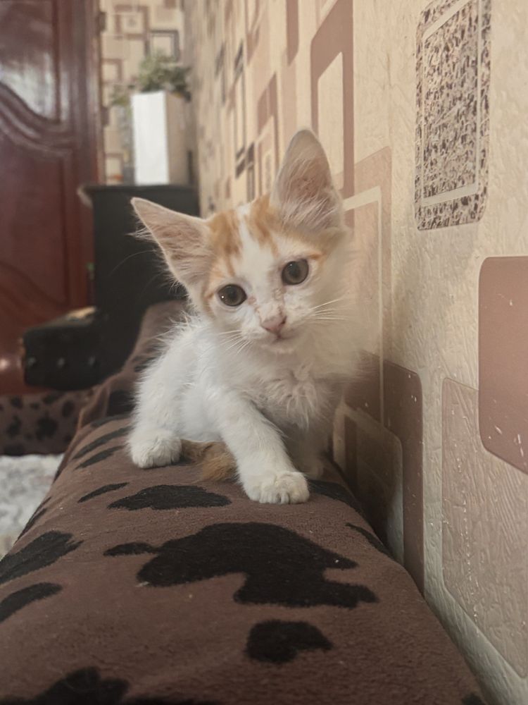 Отдам котенка в добрые руки