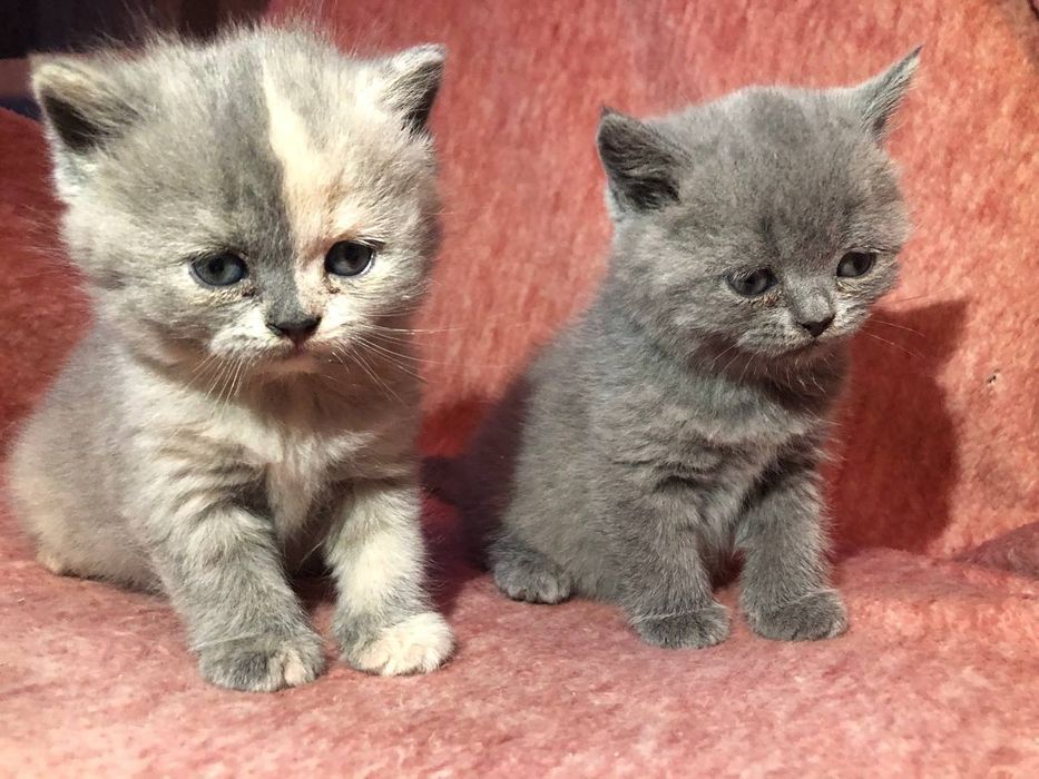 Продам британских котят