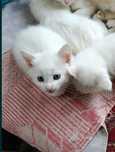 Котята турецкой ангоры