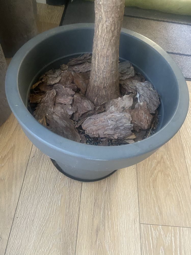 Planta yucca inaltime 72 cm cu glastra gri antracit