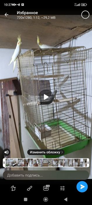 Птица попугай карелла жёлтый белый. Ручной. 5метр жойда Бир пара